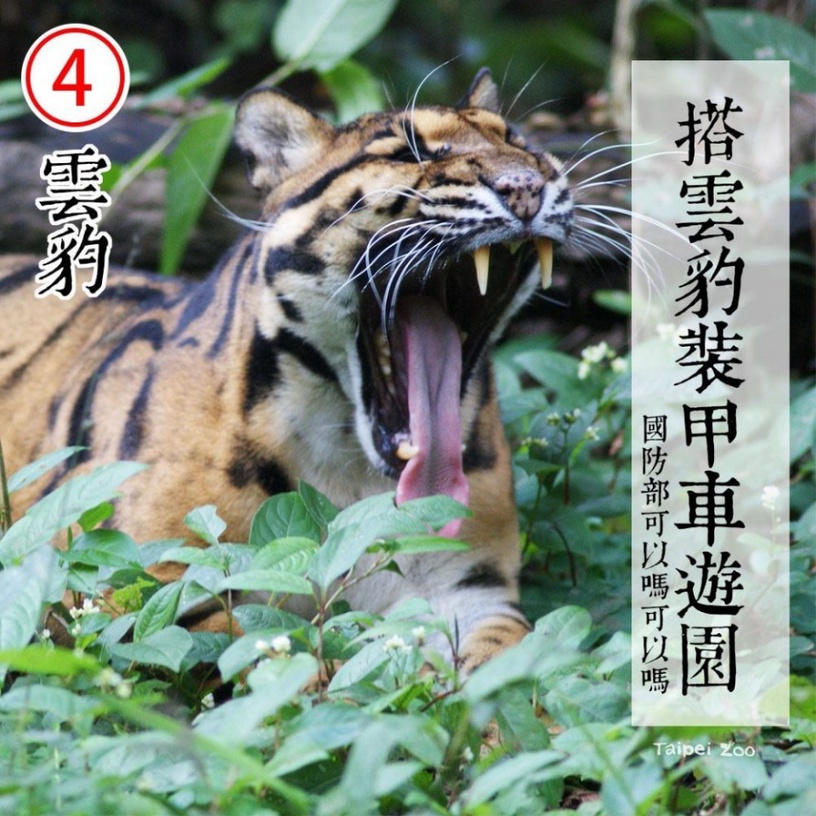 防疫動物也有責!台北市立動物園推出「超ㄎㄧㄤ動物防疫政見發表」,萌度破表啦!