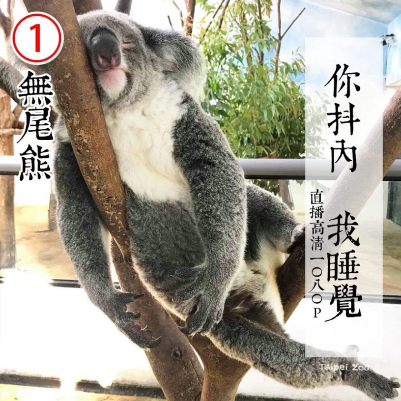 防疫動物也有責!台北市立動物園推出「超ㄎㄧㄤ動物防疫政見發表」,萌度破表啦!