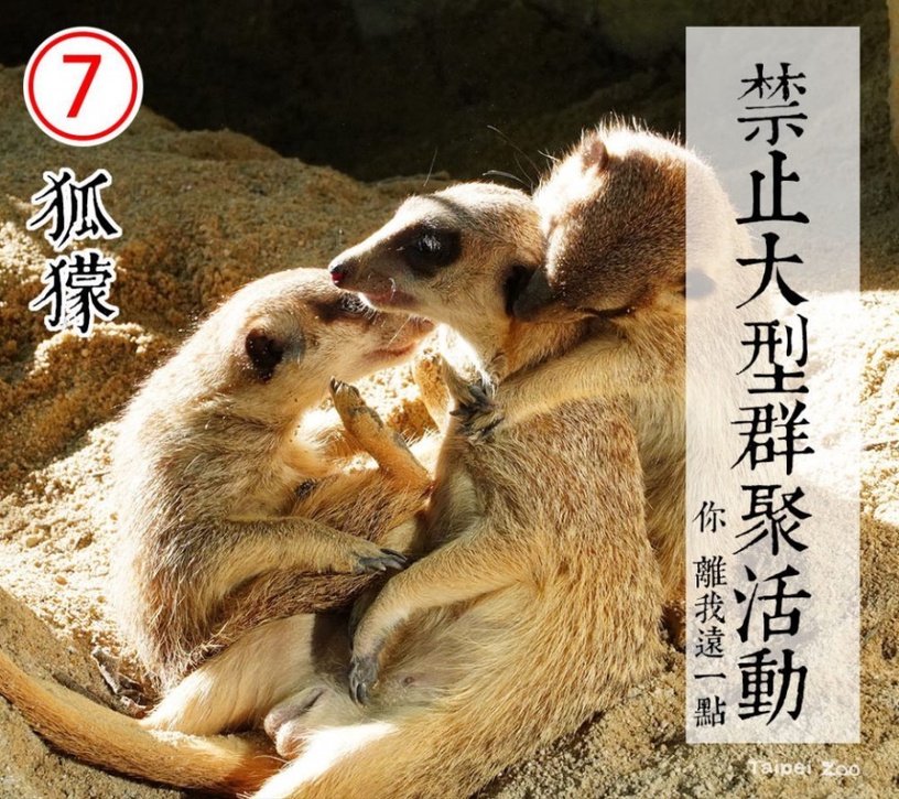 防疫動物也有責!台北市立動物園推出「超ㄎㄧㄤ動物防疫政見發表」,萌度破表啦!