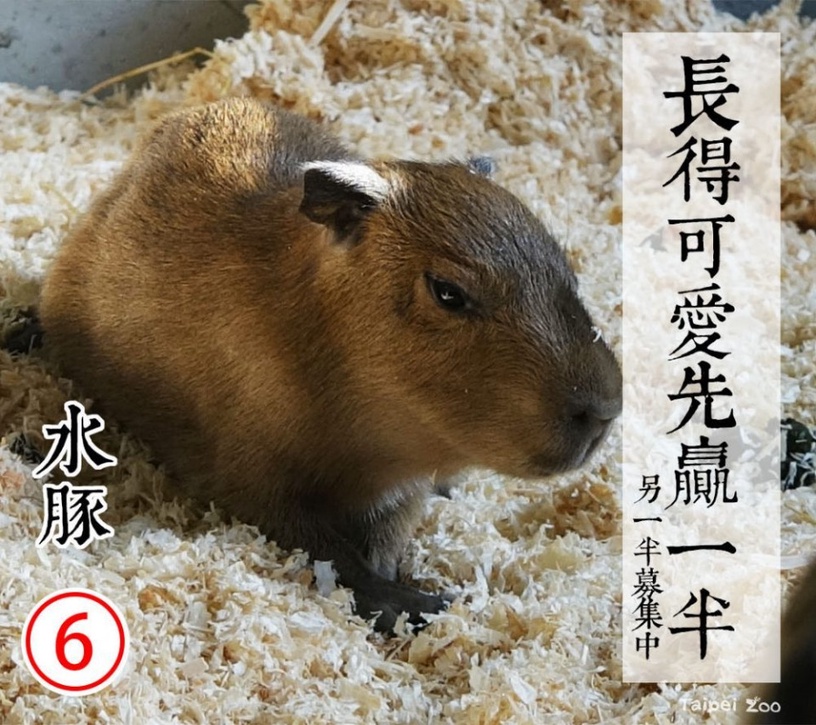 防疫動物也有責!台北市立動物園推出「超ㄎㄧㄤ動物防疫政見發表」,萌度破表啦!