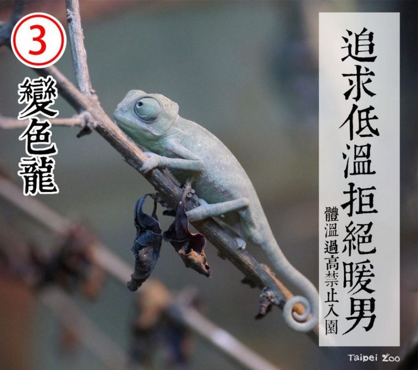防疫動物也有責!台北市立動物園推出「超ㄎㄧㄤ動物防疫政見發表」,萌度破表啦!