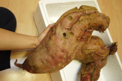 EXO伯賢食量小鳥胃 粉絲震驚:這就是仙子跟凡人的差距呀!