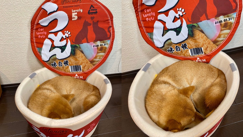 在烏龍麵裡發現狗狗?毛小孩躺進「寵物杯麵床」,既療癒又萌翻天!