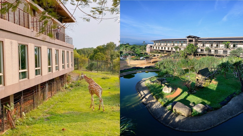 全台唯一「動物園飯店」!六福莊推出住宿優惠,房間內看長頸鹿,最低每人不到千元!