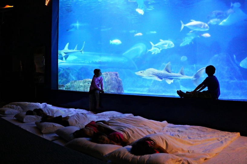 2020 全台5大「夜宿活動」推薦!水族館露營、動物園夜間探險,博物館實境解謎暑假必衝