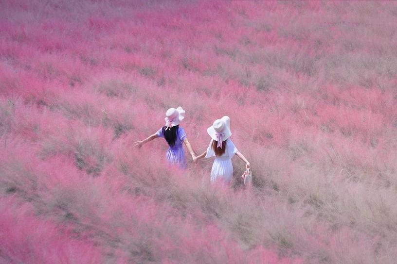 粉黛亂子草為秋天限定美景，花期約在9月至11月，花穗帶粉紫色超浪漫！（圖片來源：IG@3more_hi4）