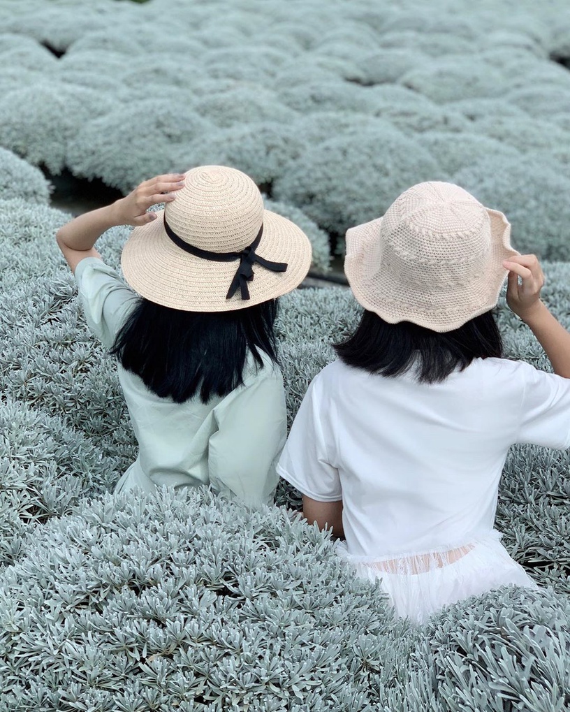彰化隱藏版「雪藏波波草」療癒新登場!蓬鬆銀白色的波波草糰子,宛如置身雪國般浪漫!