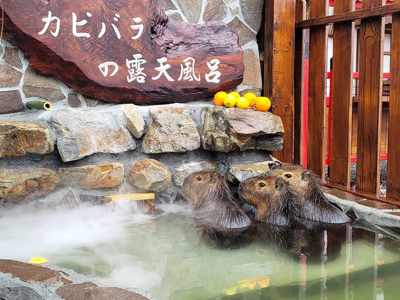 宜蘭新景點「張美阿嬤農場」,快來看呆萌水豚君泡湯!