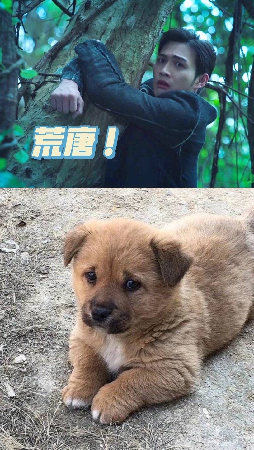 被叫「狗勾」是男星要紅的徵兆?5位爆紅犬系男星,龔俊&張哲瀚萌翻,林更新根本沙雕王