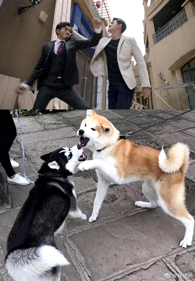 被叫「狗勾」是男星要紅的徵兆?5位爆紅犬系男星,龔俊&張哲瀚萌翻,林更新根本沙雕王
