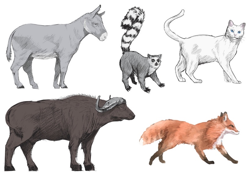 超神準動物心理測驗!憑直覺選擇動物被開除的原因,測出你人生中最無法拋棄的事情
