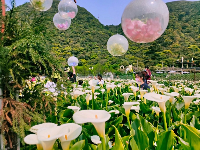 2021「海芋季懶人包」,全台賞海芋景點、交通資訊全攻略