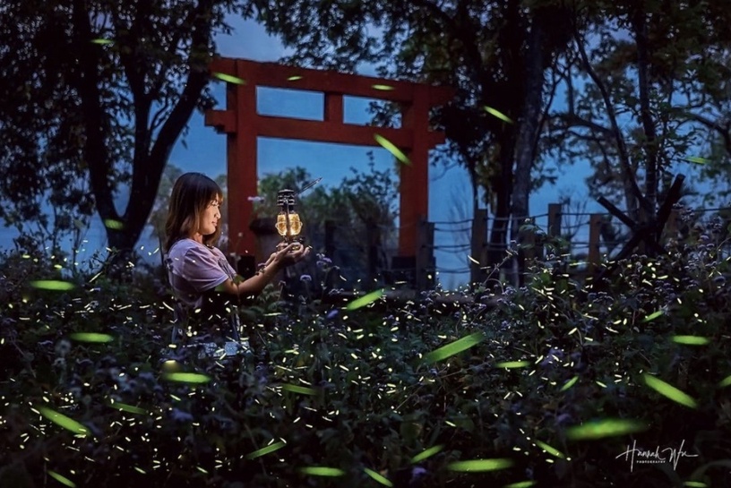 「2021高雄那瑪夏賞螢季」即日起開跑！隱身於絕美日本神社遺址，享受螢光熠熠的浪漫氛圍～