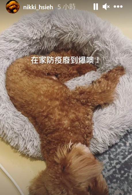 明星宅家防疫日常!賈靜雯幫修杰楷剃頭又放閃,陳庭妮拍《火神的眼淚》感慨醫護太辛苦
