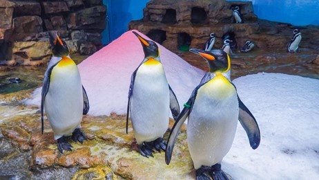 Xpark水族館一週年變身日本夏日祭典!