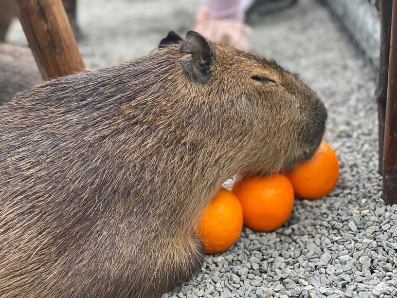宜蘭動物農場推薦3:張美阿嬤農場