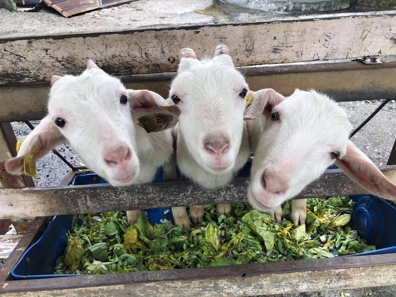 宜蘭動物農場推薦5:幸福20號農場