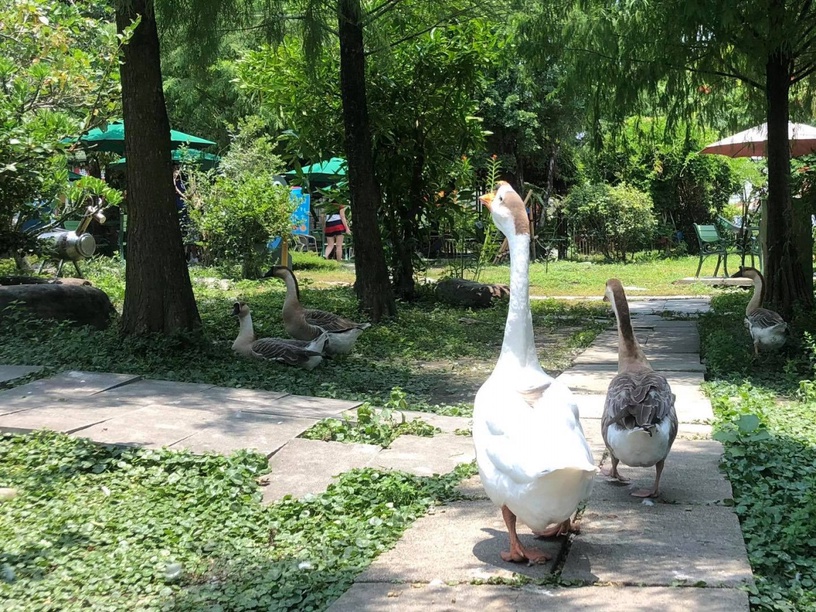 宜蘭動物農場推薦8:宜農牧場
