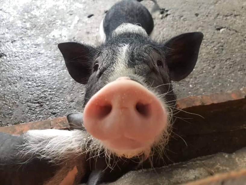 宜蘭動物農場推薦9:廣興農場 鴨母寮豬哥窟
