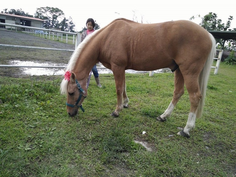 宜蘭動物農場推薦10:大洲馬場