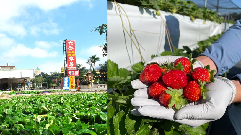 可以採草莓了!苗栗大湖「草莓季」搶先預約,最快11月中就能採