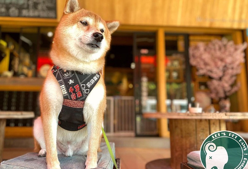 台北「寵物咖啡廳」推薦7:捲尾巴Let's Pet Paws Restaurant