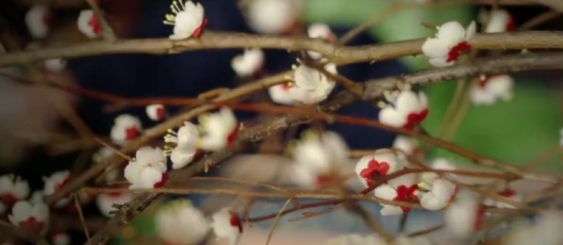 《衣袖》7個劇情隱喻!「紅衣袖」指德任的心,袖子沾濕&遮住有玄機,「梅花」隱喻最絕