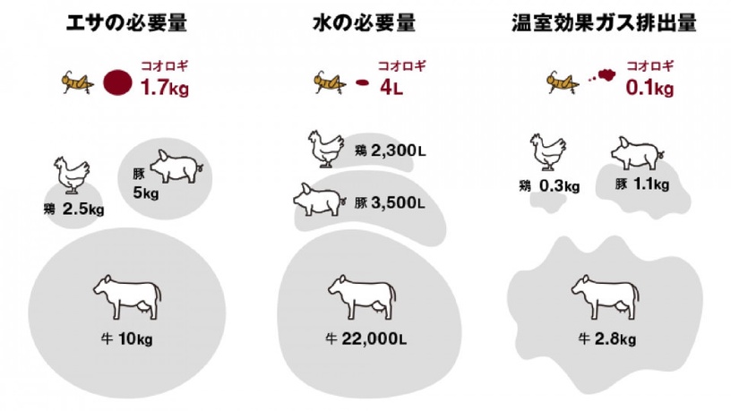 無印良品新推出「蟋蟀巧克力棒」!蛋白質含量高出一般巧克力棒三倍,營養又環保!