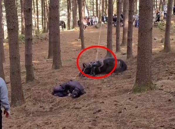 「爭議鬧很大」韓劇!《太宗李芳遠》涉「虐馬致死」網氣炸,《上流戰爭》原來不是最扯
