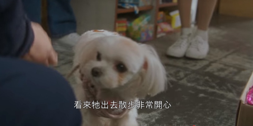Netflix《那年,我們的夏天》前後呼應!狗狗這幕暗示小雄會離開?2次雨中吻,小雄都「走進延秀的心」