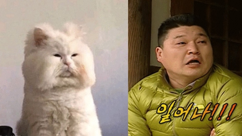 像動物的韓星!《社內相親》安孝燮像始祖鳥?孔劉像恐龍,「撞臉劉在錫的狗狗」最難忘