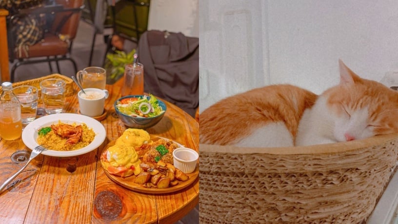 台北貓咪咖啡廳推薦5:Toast Chat