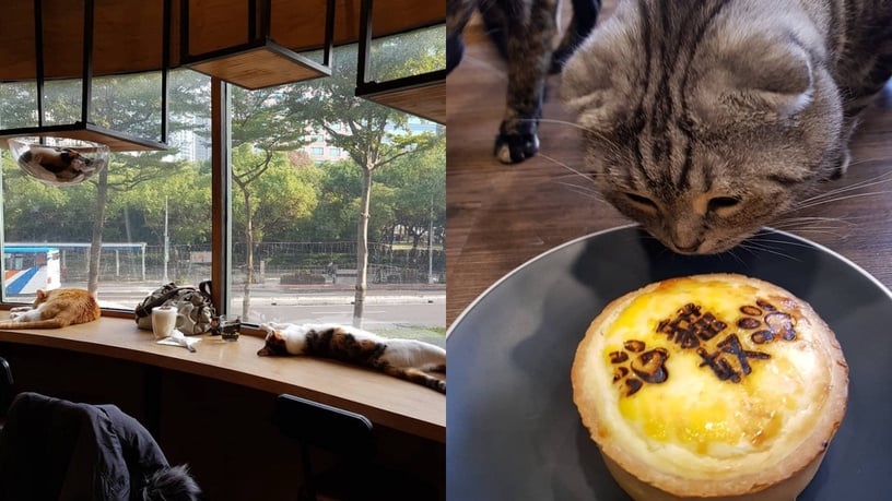 台北貓咪咖啡廳推薦4:FunLife – Gelato 。Cats 。Cafe