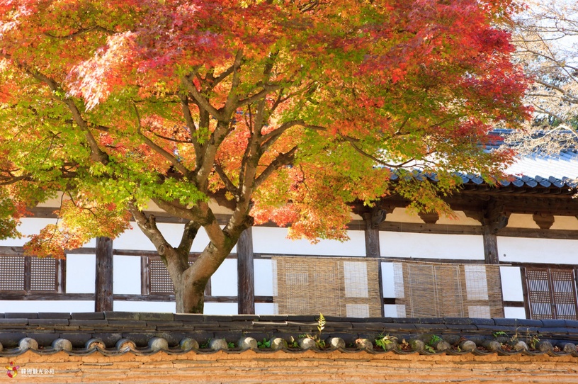 日本、韓國開放觀光!日韓觀光微解禁,觀光簽證怎麼辦?虎航搶賣飛「日韓泰」798元起