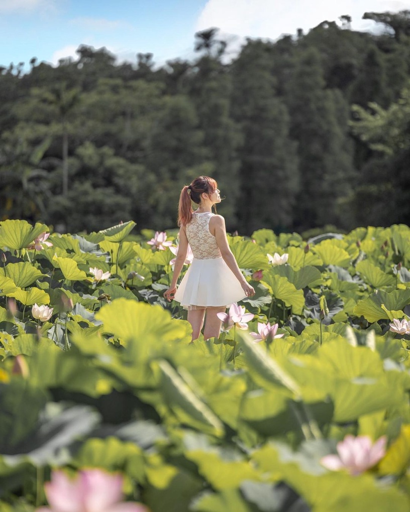 2022「桃園觀音蓮花季」開幕!躺臥大王蓮體驗輕功水上飄,還能大啖蓮花大餐