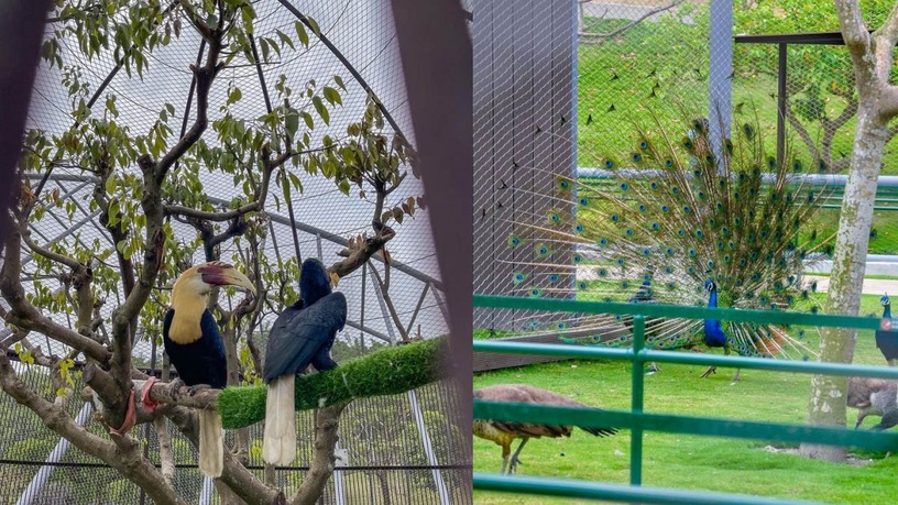 「九九峰動物樂園」亞洲最大「鳥類主題動物園」
