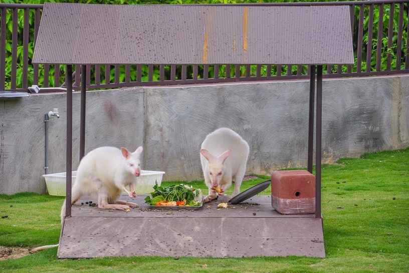 九九峰動物樂園