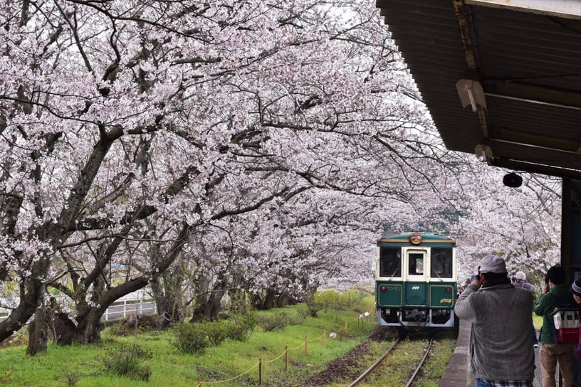 2023新年賞櫻去!首波日韓櫻花季攻略開跑,除了日本東京,韓國這些賞櫻景點也超夢幻