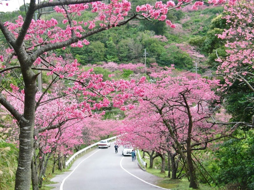 2023新年賞櫻去!首波日韓櫻花季攻略開跑,除了日本東京,韓國這些賞櫻景點也超夢幻
