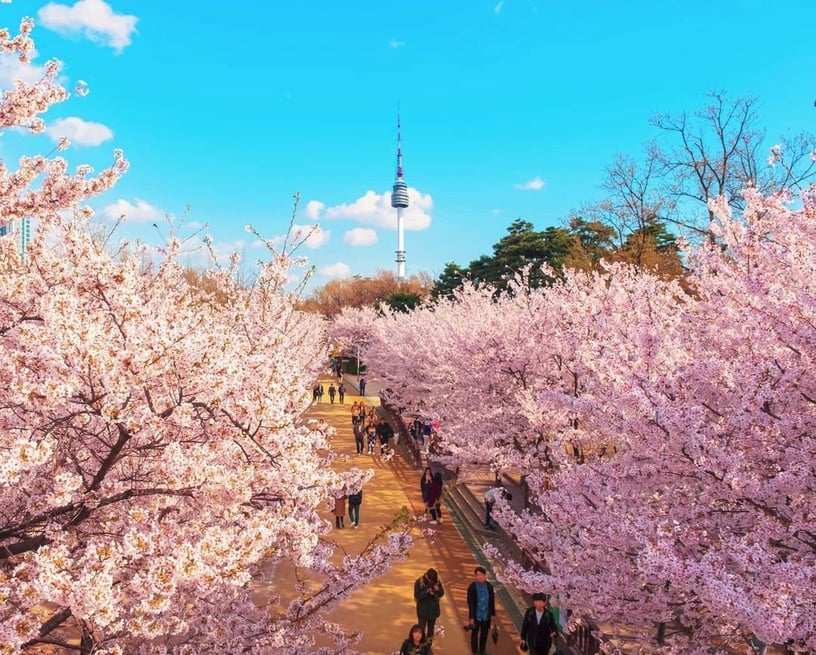 2023新年賞櫻去!首波日韓櫻花季攻略開跑,除了日本東京,韓國這些賞櫻景點也超夢幻