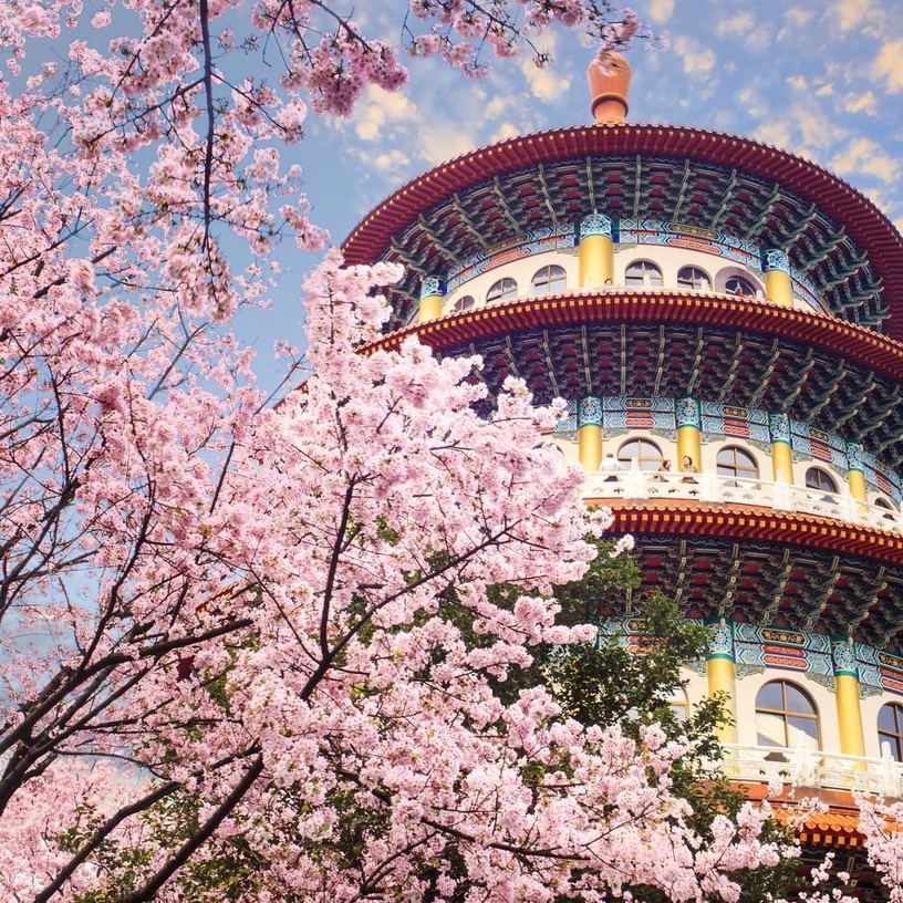 2023櫻花季!全台賞櫻景點推薦:阿里山櫻花季推限定鐵道、九族原民風櫻花季有趣又好拍