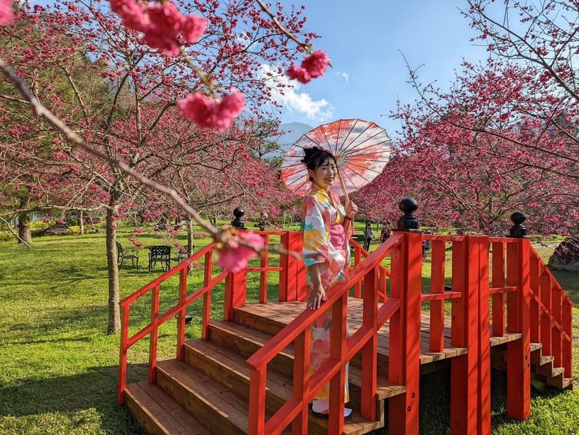 2023櫻花季!全台賞櫻景點推薦:阿里山櫻花季推限定鐵道、九族原民風櫻花季有趣又好拍