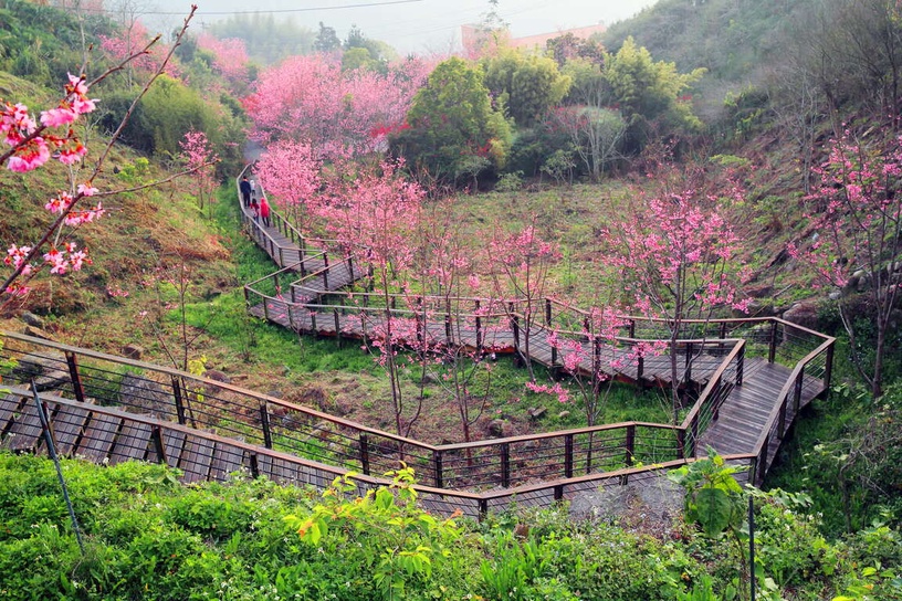 伴櫻花入睡!8間櫻花住宿推薦:奢華系露營、歐洲莊園風,一踏出房門就能將櫻花擁入懷