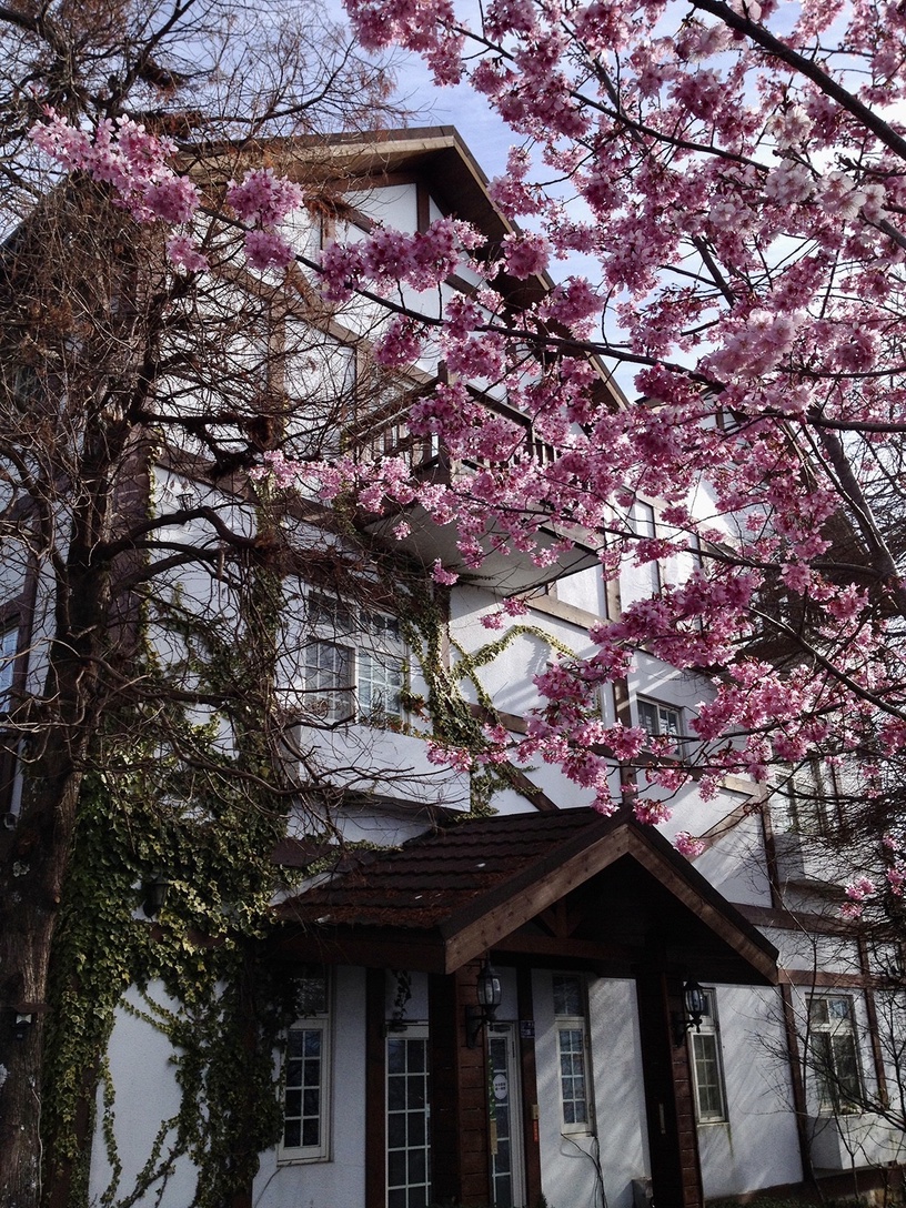 伴櫻花入睡!8間櫻花住宿推薦:奢華系露營、歐洲莊園風,一踏出房門就能將櫻花擁入懷
