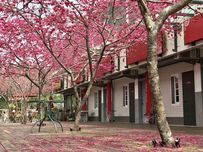 伴櫻花入睡!8間櫻花住宿推薦:奢華系露營、歐洲莊園風,一踏出房門就能將櫻花擁入懷