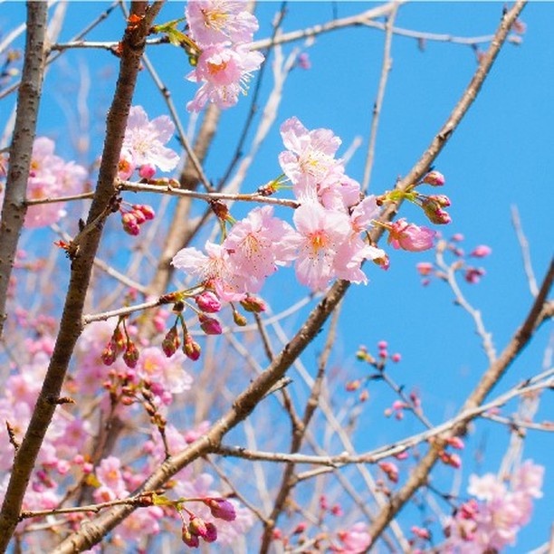 伴櫻花入睡!8間櫻花住宿推薦:奢華系露營、歐洲莊園風,一踏出房門就能將櫻花擁入懷