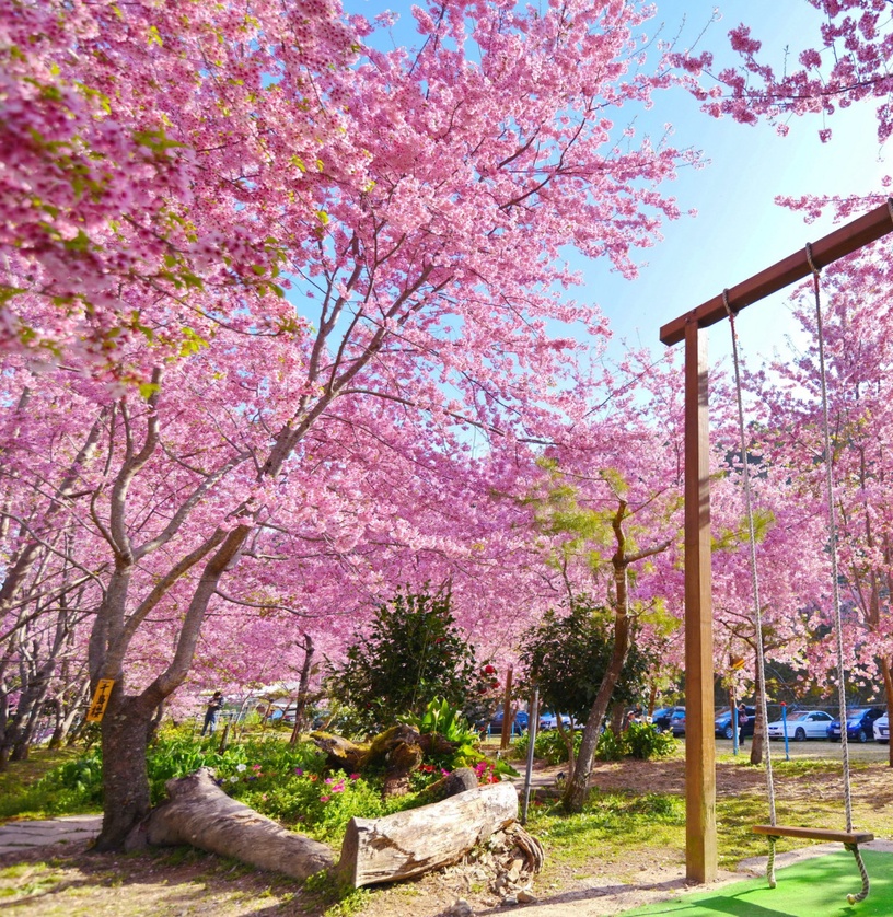 伴櫻花入睡!8間櫻花住宿推薦:奢華系露營、歐洲莊園風,一踏出房門就能將櫻花擁入懷