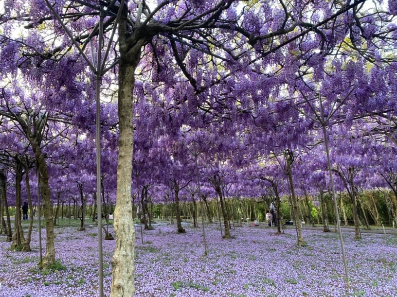 超夢幻「淡水紫藤園」3月開放!上千株紫藤花海浪漫盛開,限期兩周必朝聖