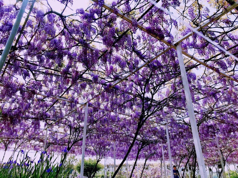超夢幻「淡水紫藤園」3月開放!上千株紫藤花海浪漫盛開,限期兩周必朝聖