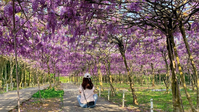 超夢幻「淡水紫藤園」3月開放!上千株紫藤花海浪漫盛開,限期兩周必朝聖